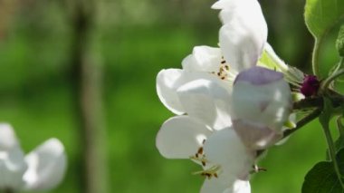 Ormanda rüzgardan sallanan iki elma ağacının olduğu bir dal. Arka planda bulanık bir bakış açısı.