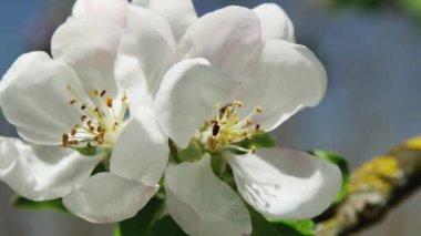 Bulanık bir arka planda rüzgarda sallanan iki elma ağacı çiçekli dal.