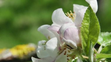 Rüzgarda sallanan iki elma ağacı çiçekli dal bulanık bir arka planda, yan görünüşte