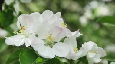 Ormanda elma ağacı çiçekleriyle dolu sallanan bahar dalları bulanık bir arka planda, ön manzara