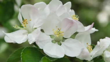 Bahçedeki elma ağacı çiçekleriyle dolu sallanan bahar dalları bulanık arka planda, alt manzara