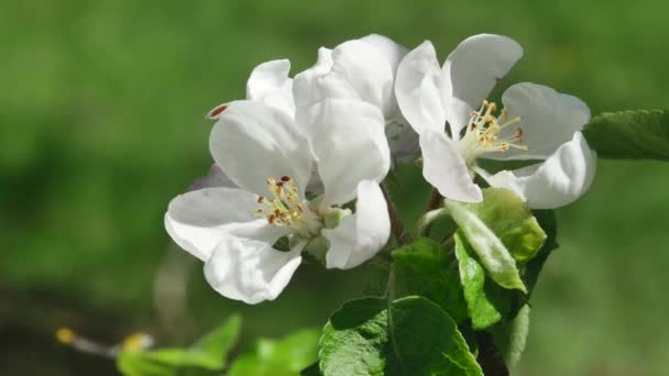 Větev Několika Květy Jabloně Kymácející Větru Lese Rozmazaném Pozadí Pohled — Stock video