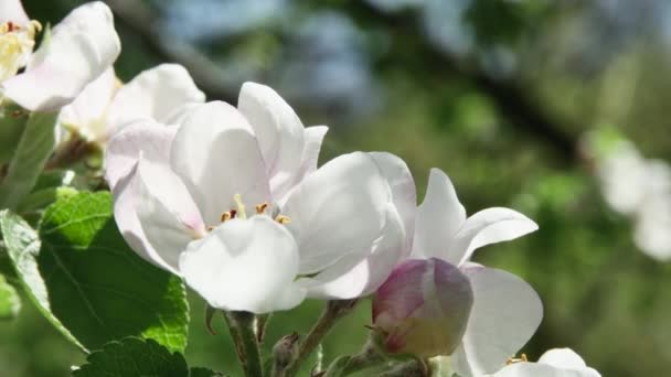 Gren Med Äppelträd Blommor Svajande Från Vinden Skogen Suddig Bakgrund — Stockvideo