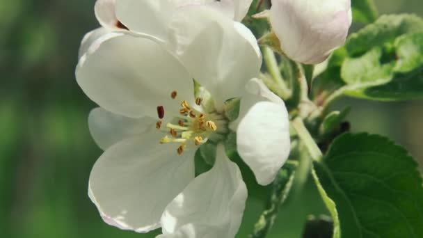 Větev Jabloní Květ Zahradě Rozmazaném Pozadí Pohled Zepředu Makro — Stock video