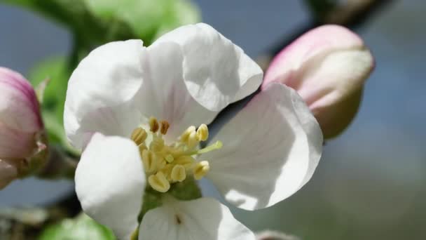 Äppelträd Blomma Svänger Starkt Från Vinden Närbild — Stockvideo