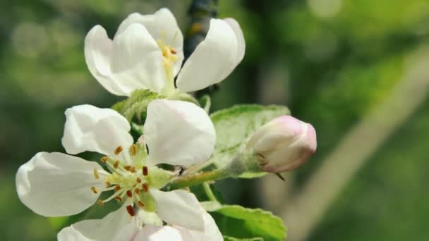 Κλαδί Λουλούδι Μηλιάς Στο Δάσος Θολή Φόντο Μπροστινή Όψη — Αρχείο Βίντεο