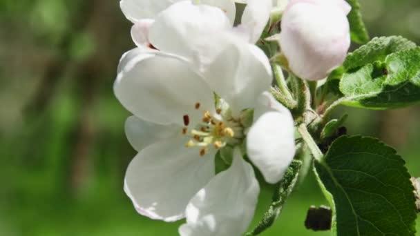 Κλαδί Πολλά Λουλούδια Μηλιάς Στο Δάσος Ένα Θολό Φόντο Μπροστινή — Αρχείο Βίντεο