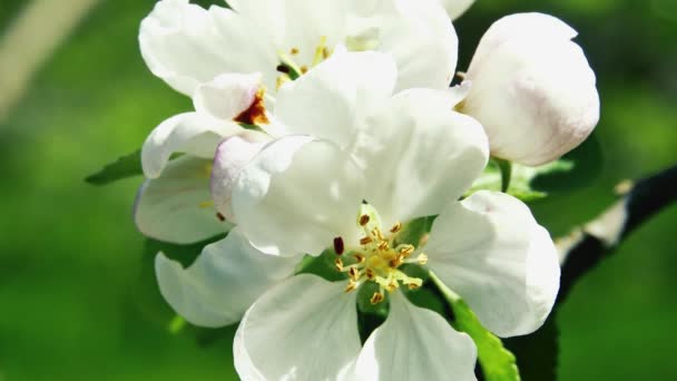Крупним Планом Розпечена Квітка Яблуні Саду Розмитому Фоні — стокове відео