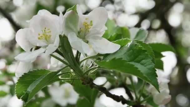 Houpající Jarní Větev Dvěma Květy Jabloně Zahradě Rozmazaném Pozadí Spodní — Stock video