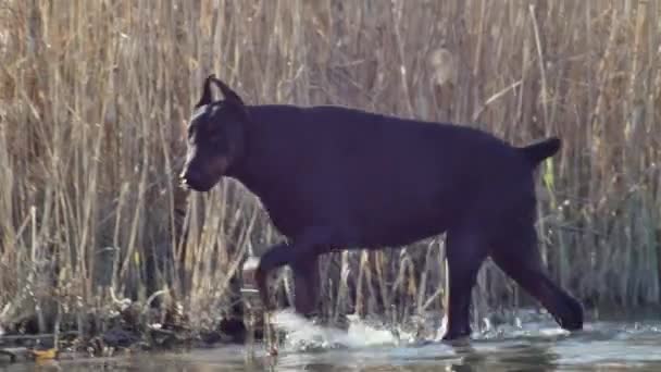 Doberman Βγαίνει Από Λίμνη Φόντο Καλάμια — Αρχείο Βίντεο