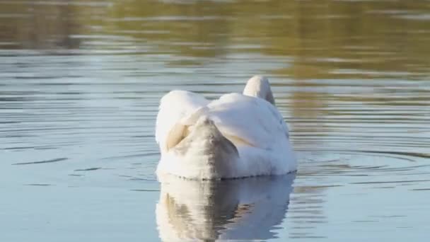 波に乗って泳いでいる白鳥の姿を — ストック動画