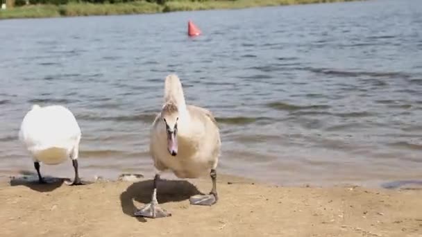 若い白鳥が海岸に投げられたパンを拾い上げる — ストック動画