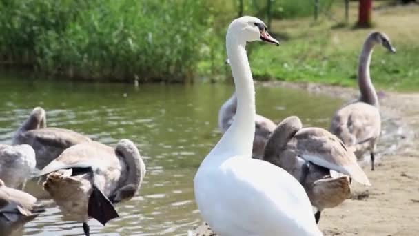 夏の湖の岸にいるスワンの家族 — ストック動画