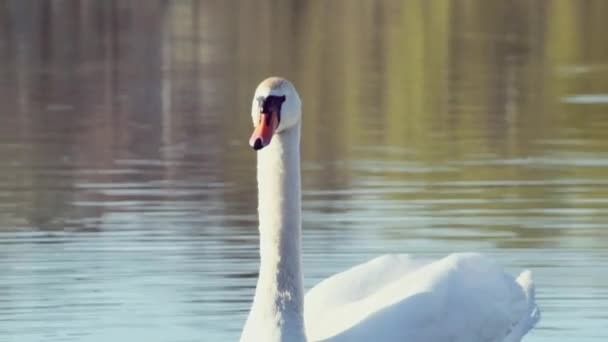 水に浮かぶ優雅な白鳥の前景 — ストック動画