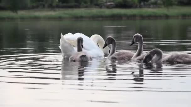 Cigno Muto Nuota Nel Lago Con Suoi Cuccioli — Video Stock