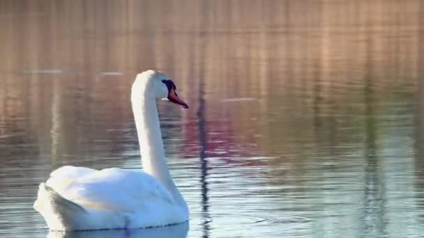Anmutiger Höckerschwan Schwimmt Ruhigem Wasser — Stockvideo