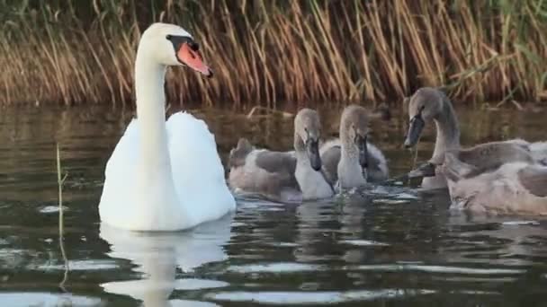 Mute Swan Swims Lake Its Cubs Front View — Stock Video