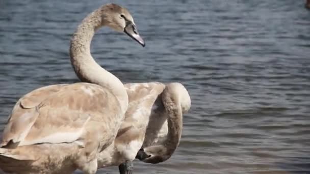 Dois Cisnes Jovens Costa Lago Vista Lateral — Vídeo de Stock