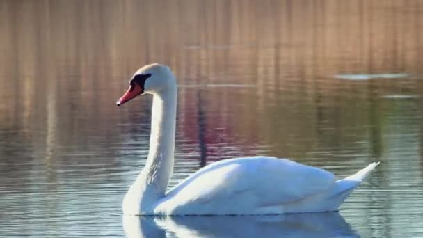 White Mute Swan Swims Calm Water — Stock Video