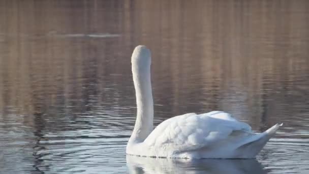 水に浮かぶ優雅な白鳥のリアビュー — ストック動画