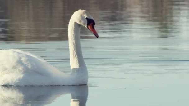 水中で泳いでいる白鳥の側面 — ストック動画