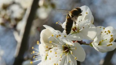 Bal arısı meyve ağacının tadını alır ve uçar gider, yakından.