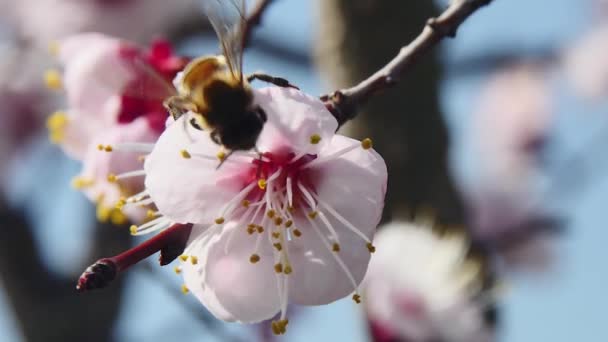 Медова Бджола Вивчає Квітку Фруктового Дерева Відлітає Крупним Планом — стокове відео
