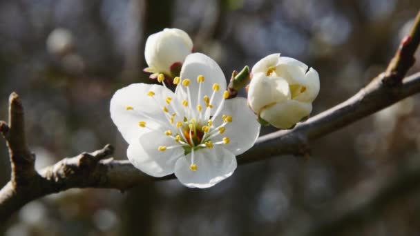 Tidlig Blomst Frugttræer Skoven Sløret Baggrund – Stock-video