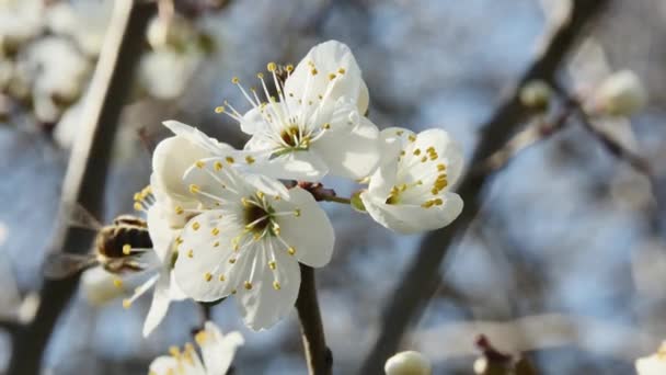 Gyümölcsfa Virág Mézelő Méh Háttérben — Stock videók