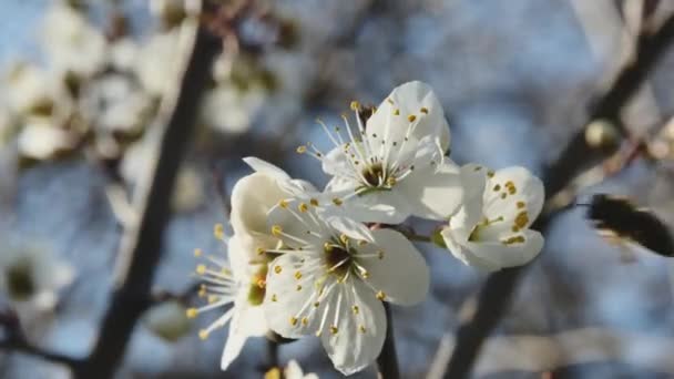 Een Honingbij Probeert Een Fruitboom Bloem Zwaaiend Wind Vliegt Weg — Stockvideo