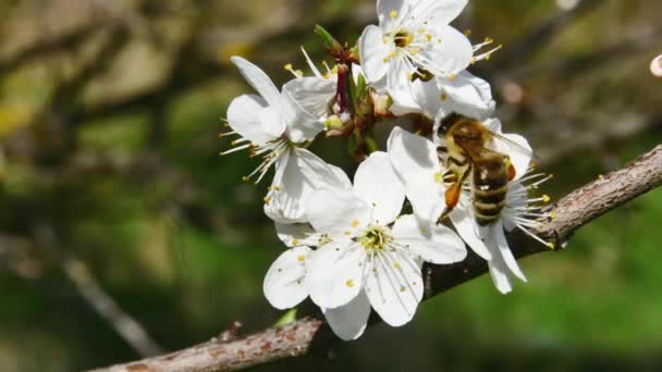Uma Abelha Trabalhadora Comum Recolhe Néctar Das Flores Uma Árvore — Vídeo de Stock