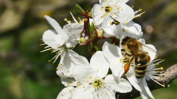 Eine Gewöhnliche Arbeiterhonigbiene Sammelt Nektar Aus Den Blüten Eines Obstbaums — Stockvideo