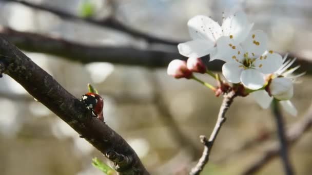 Bahçedeki Meyve Ağacının Dalında Uğur Böceği Yürüyor — Stok video