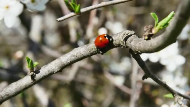 Branch Forest Ladybug Walking — Stock Video