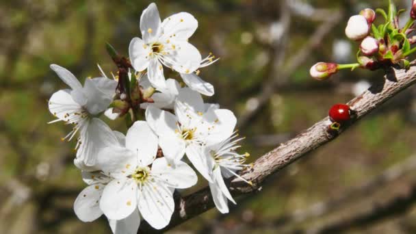 Tak Van Een Fruitboom Met Bloeiende Bloemen Een Lieveheersbeestje Lopend — Stockvideo
