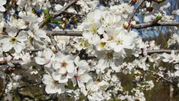 Κλαδί Οπωροφόρων Δέντρων Γεμάτο Από Ανθισμένα Λευκά Λουλούδια Στο Δάσος — Αρχείο Βίντεο