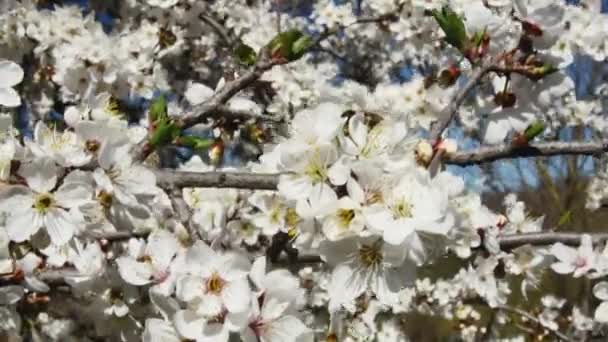 Větve Ovocných Stromů Houpající Větru Plném Květin Včelkou — Stock video
