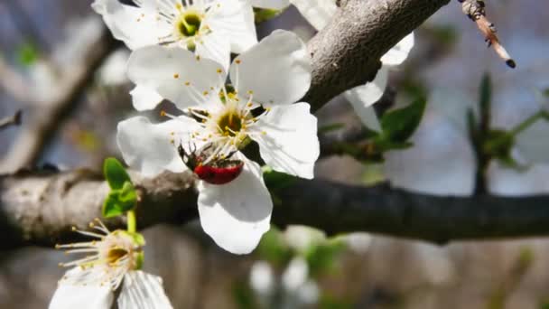 Lieveheersbeestje Loopt Een Bloeiende Bloem Van Een Fruitboom — Stockvideo