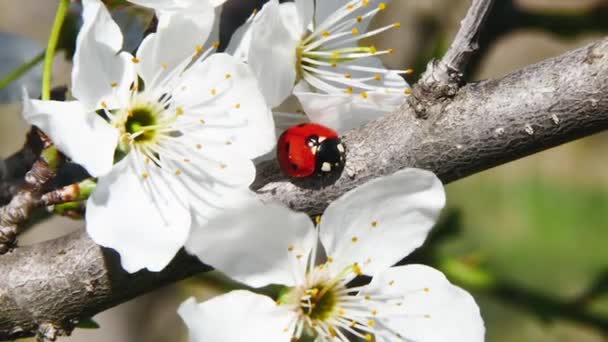 Swinging Branch Blooming Flowers Ladybug — Stock Video