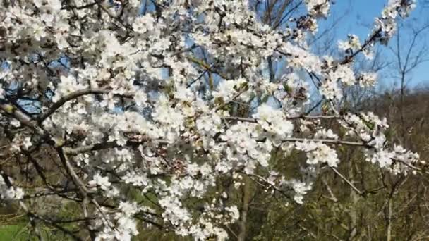 Árvore Frutífera Cheia Flores Brancas Florescendo Floresta — Vídeo de Stock