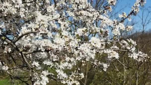 Dalları Olan Meyve Ağacı Ormanda Açmakta Olan Beyaz Çiçeklerle Dolu — Stok video