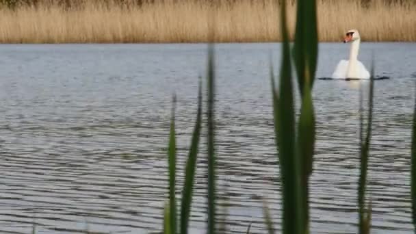 벙어리 백조는 건조한 전망의 배경에 대하여 호수에서 우아하게 수영합니다 — 비디오