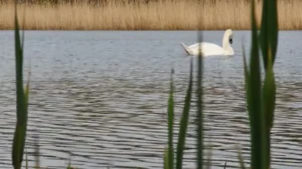 Cisne Mudo Blanco Nade Graciosamente Lago Contra Telón Fondo Cañas — Vídeo de stock