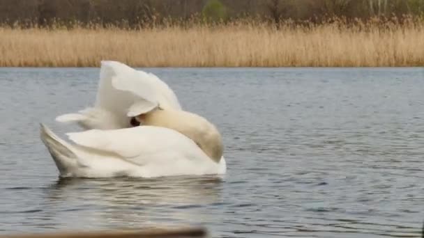 Cygne Blanc Muet Nage Dans Lac Sur Fond Roseaux Secs — Video