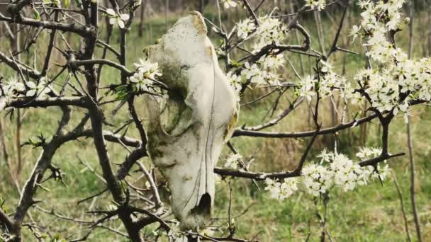 Dog Skull Hanging Blooming Spring Tree Forest Close — Stock Video
