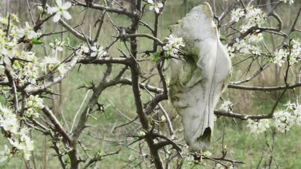 在森林里一棵盛开的春树上挂着一只狗的头骨 — 图库视频影像