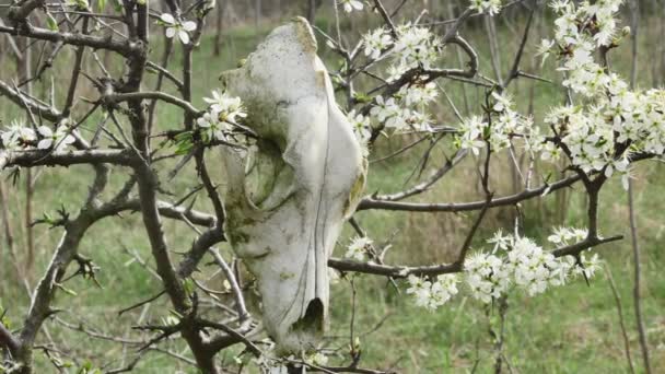 Dog Skull Hanging Blooming Spring Tree Forest Close Front View — Stock Video