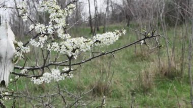 Bahar ormanında, üzerinde köpek kafatası olan çiçek açan bahar ağacı.
