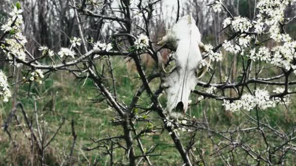 Árbol Floreciente Balanceándose Viento Con Cráneo Perro Bosque Primavera — Vídeo de stock