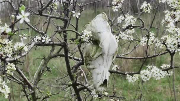 Árvore Primavera Florescendo Com Crânio Cão Sobre Ele — Vídeo de Stock